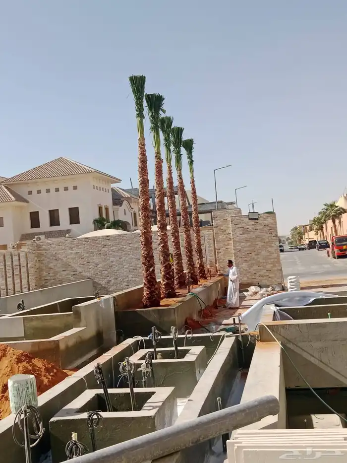 نخيل وشنطوني مقاسات مختلفة 3