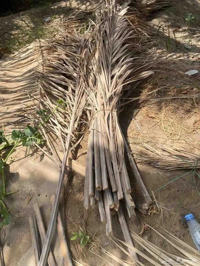 بيع كرب وجذوع للمندي خمس ريال فقط 6