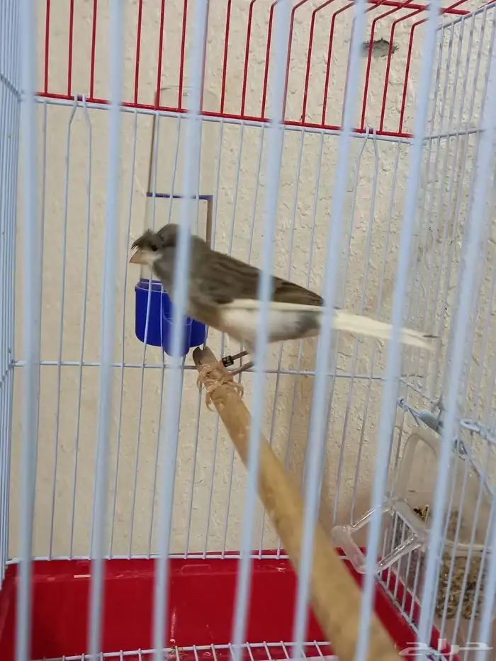 ذكر كناري دوبل كريست تغريد شرط 1