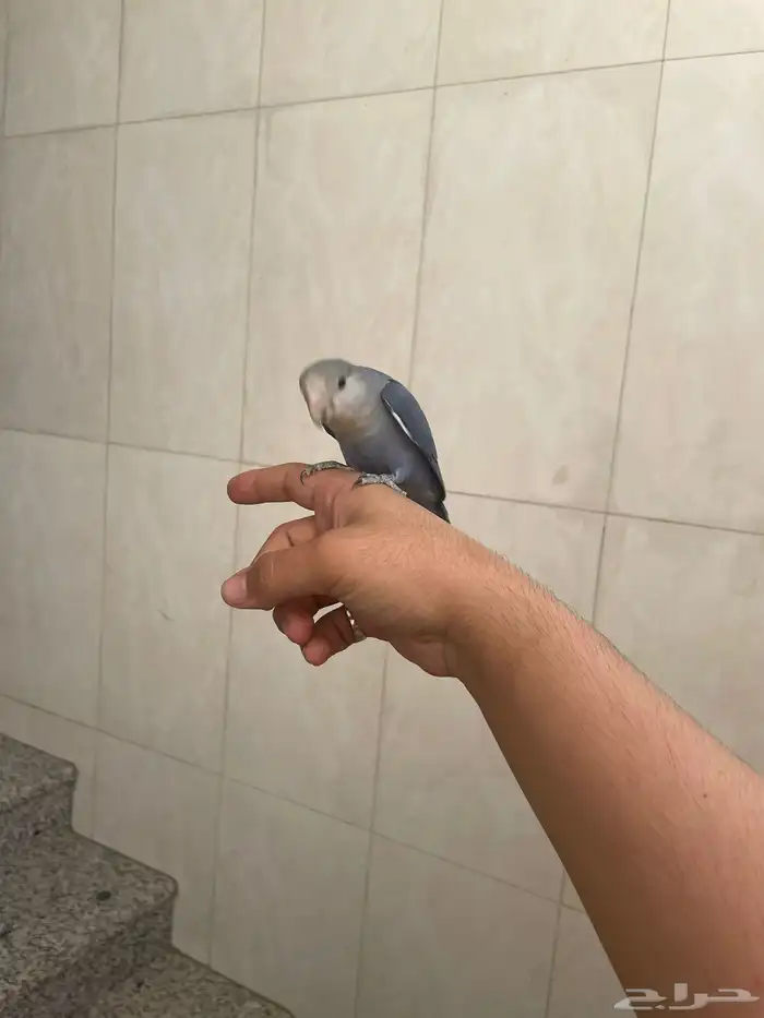 فرخ روز أليف 0