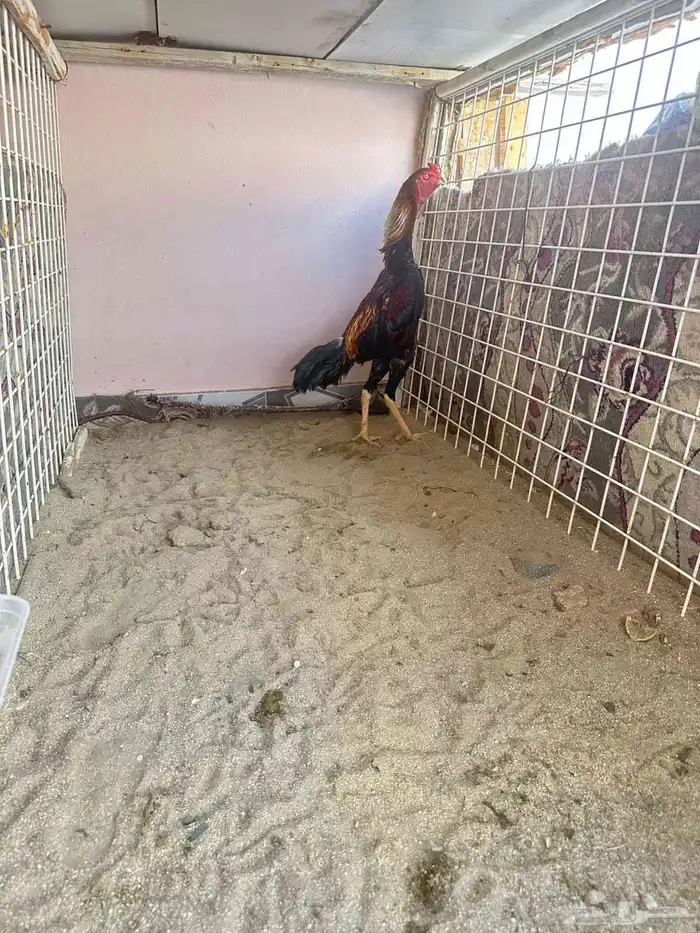 ديك شامو ياباني 2