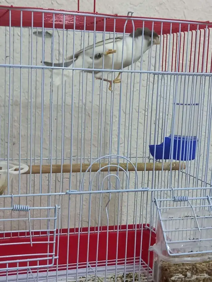 ذكر كناري دوبل كريست تغريد شرط 0