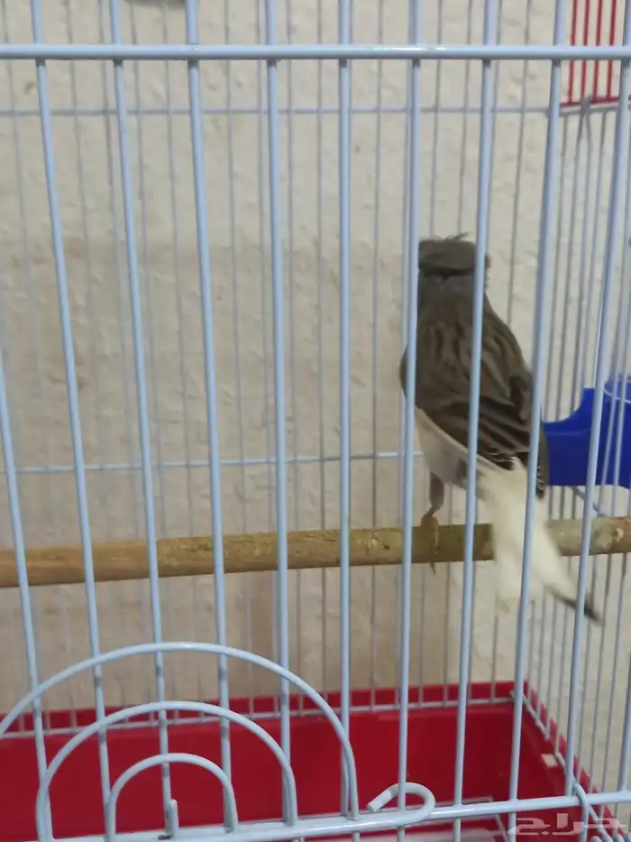 ذكر كناري دوبل كريست تغريد شرط 4