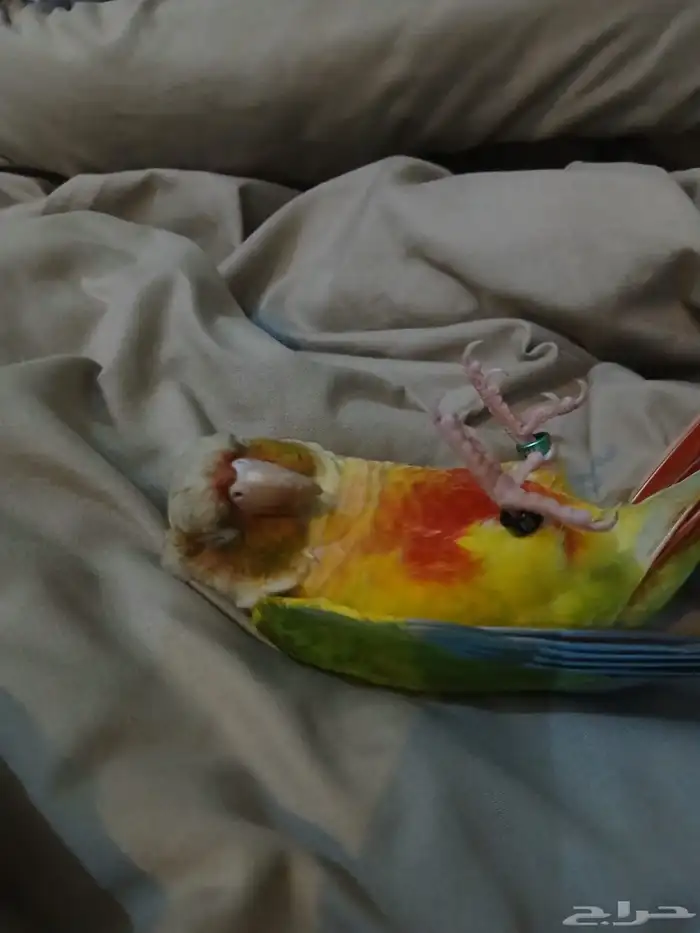 القنفذه القوز كنيور اليف يتعلق بصاحبه بسرعه يرقص 0