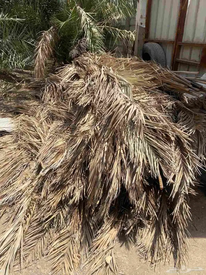 بيع كرب وجذوع للمندي خمس ريال فقط 2