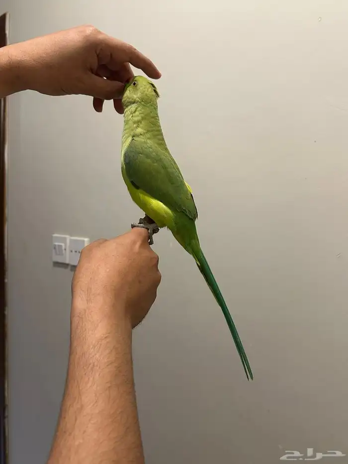 بغبغاء دره اليف مع الكبير والصغير 4