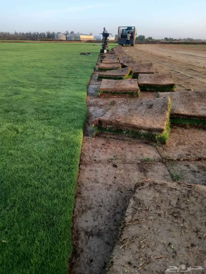 ثيل طبيعي سي 2000 درجه اولى صافي ثيل على الشرط شكل جمالي وخ 0