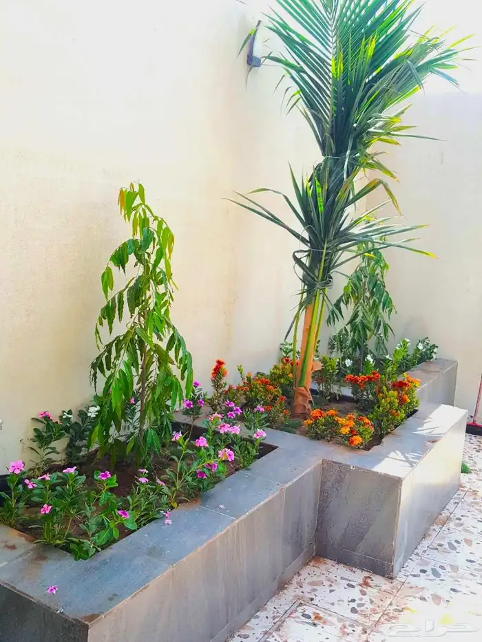 زرع طبيعي عشب طبيعي شبكات راي اشجار نباتات احواض زراعة طبيعي 6