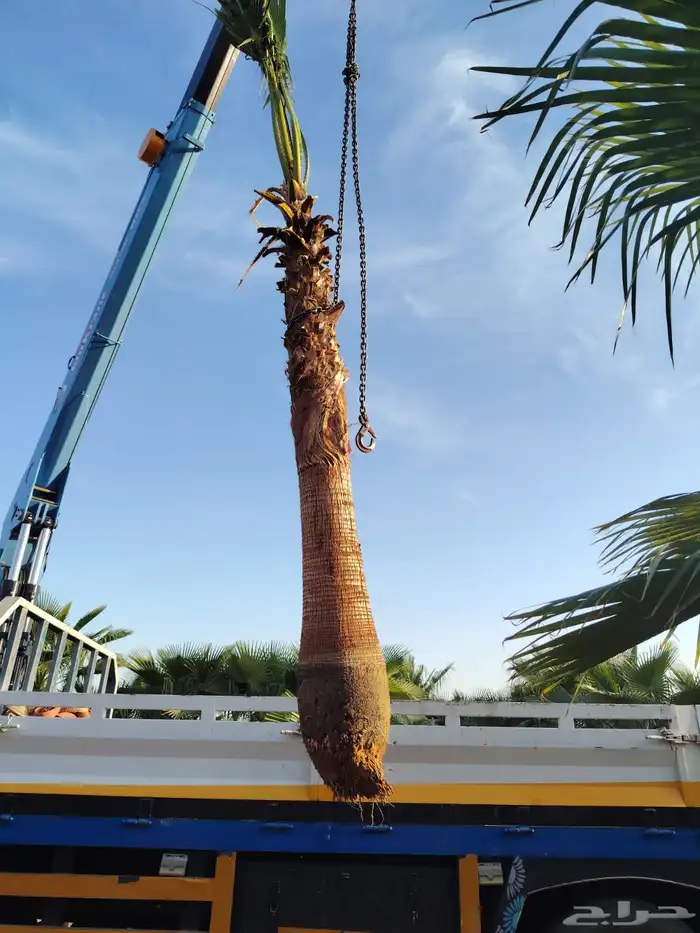 نقوم بتوريد جميع أنواع النخيل الوشنطني والعربي 2