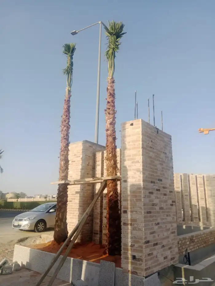 نخيل وشنطوني مقاسات مختلفة 5