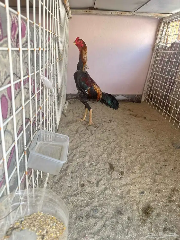 ديك شامو ياباني 0