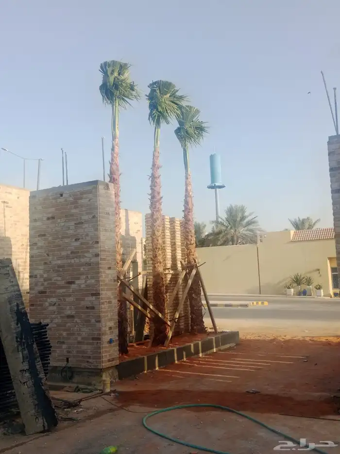 نخيل وشنطوني مقاسات مختلفة 8