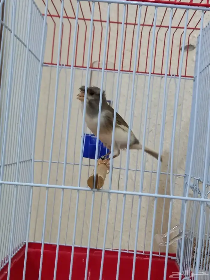 ذكر كناري دوبل كريست تغريد شرط 6