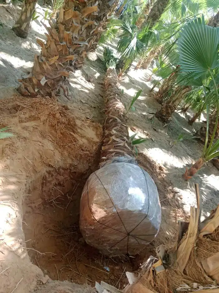 نخيل وشنطوني مقاسات مختلفة 4