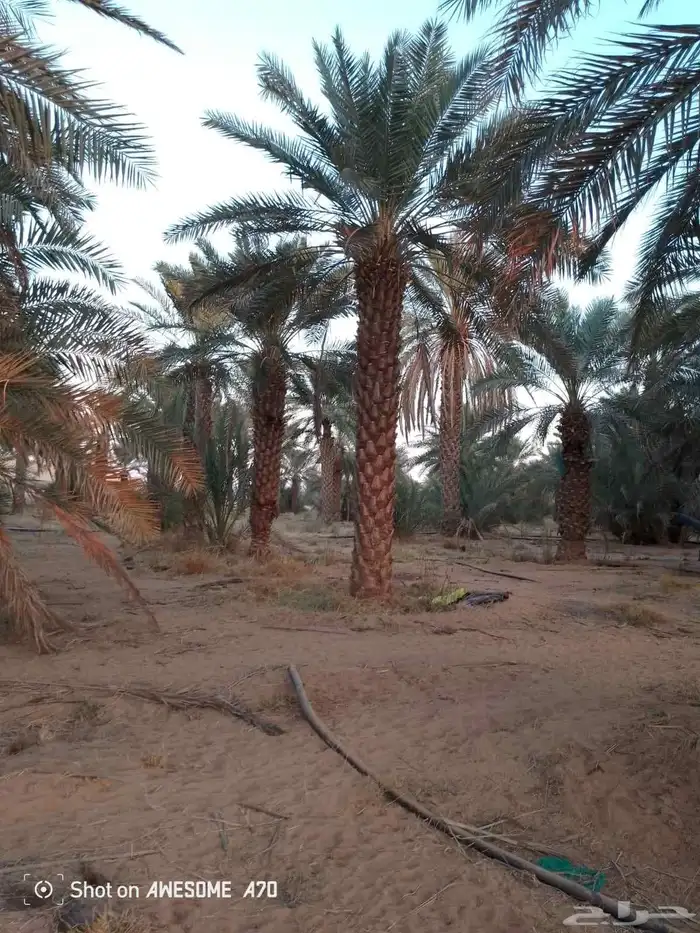 نخل عربي واشنطني خلاض برحي صقعي شيشي مجدول سكري فسايل 13