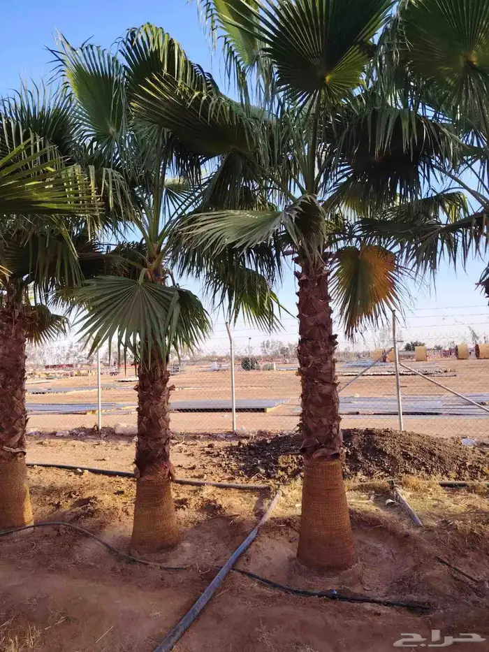 نقوم بتوريد جميع أنواع النخيل الوشنطني والعربي 1