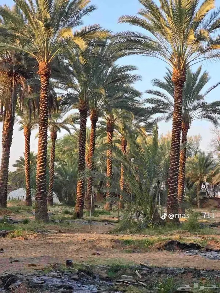 نخل للبيع جميع جميع الأنواع متوفره وجميع المقاسات.وكما يوجد 9