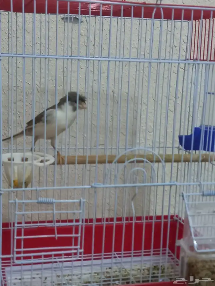 ذكر كناري دوبل كريست تغريد شرط 7