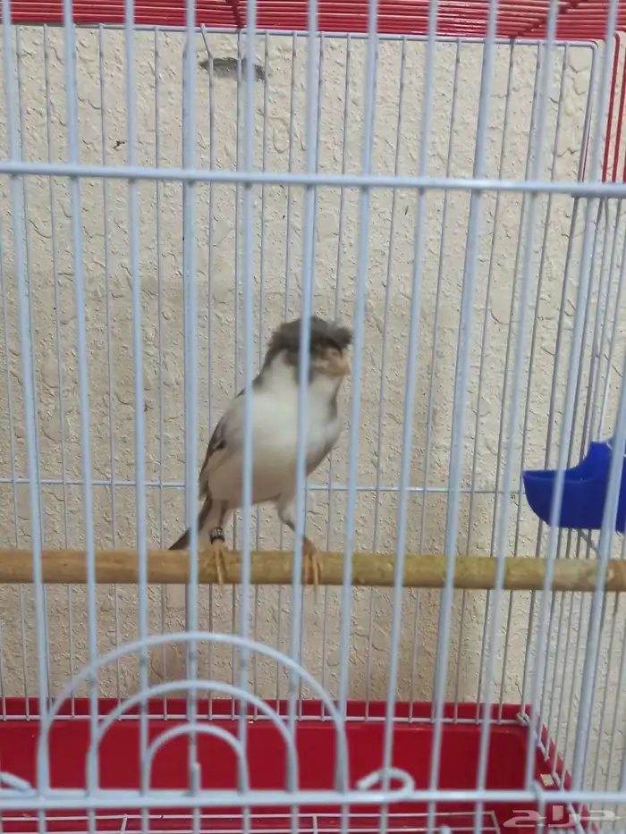 ذكر كناري دوبل كريست تغريد شرط 2