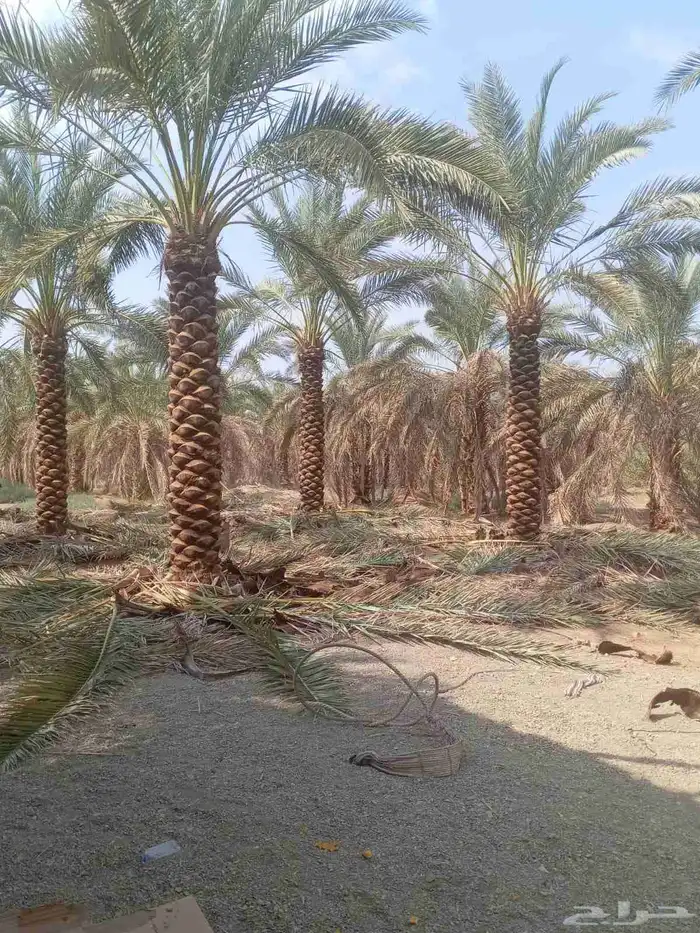 لدينا جميع انواع التكريم وتشويق وتنظيف 9