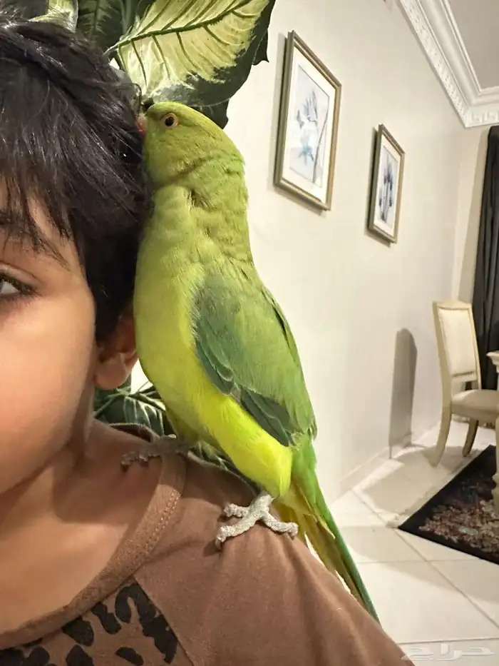 بغبغاء دره اليف مع الكبير والصغير 2