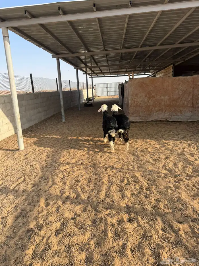 خرفان ذبايح 7