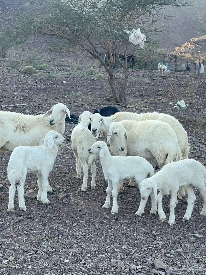 غنم ولد طيبه 3