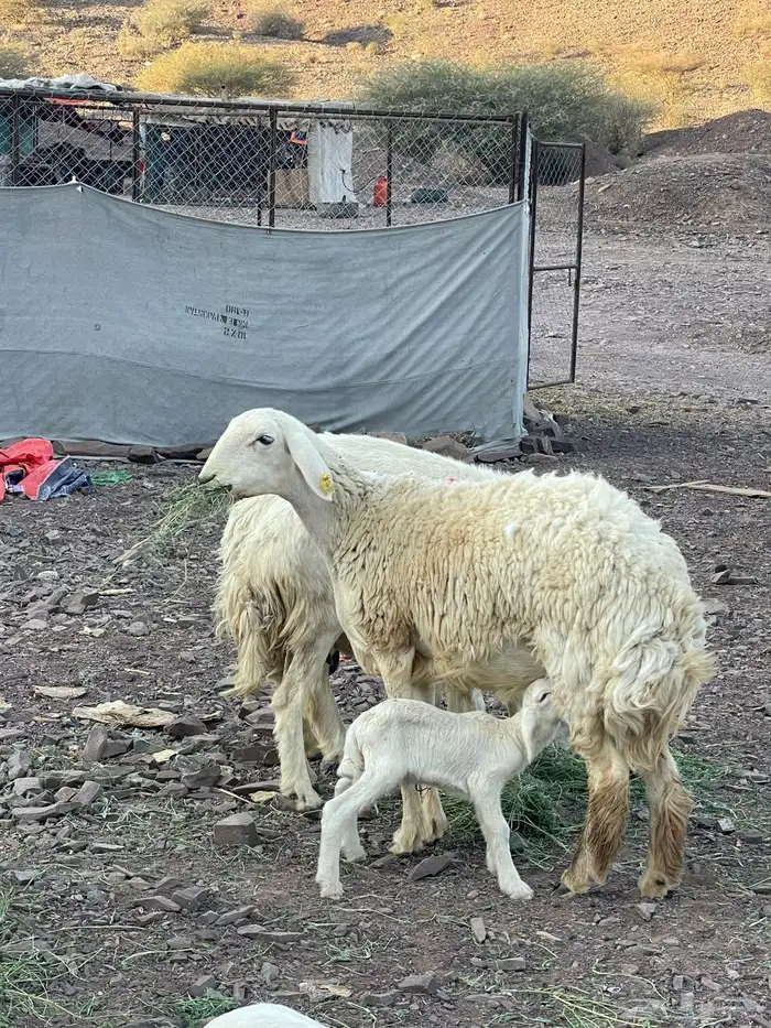 غنم ولد طيبه 2