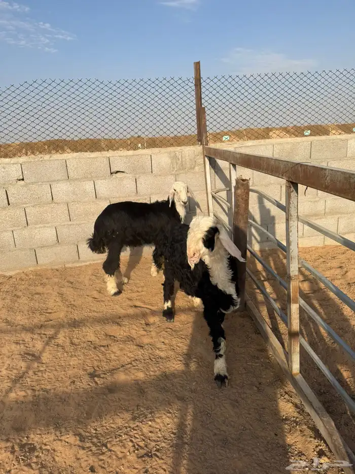 خرفان ذبايح 3