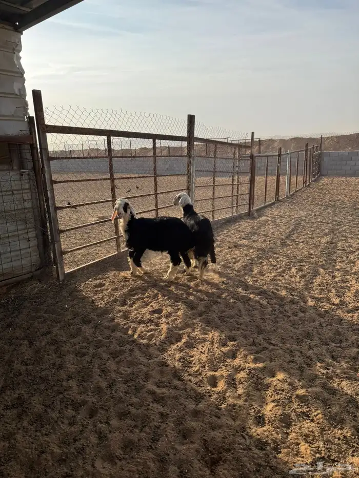 خرفان ذبايح 10