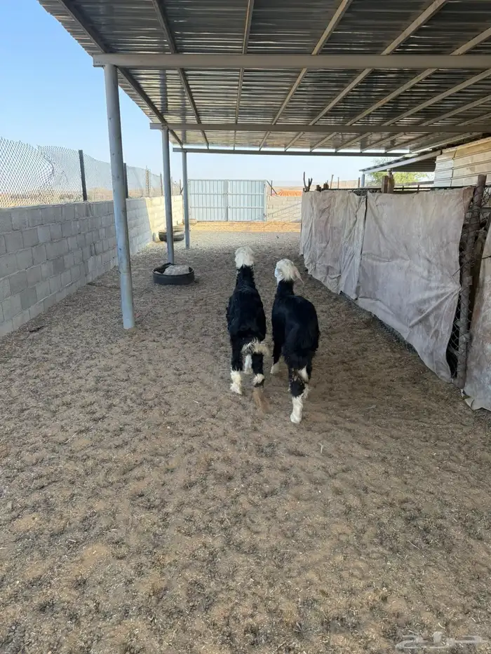 خرفان ذبايح 6