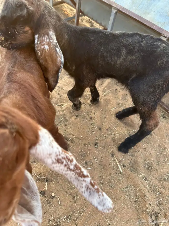 عنز داخله رباع 2