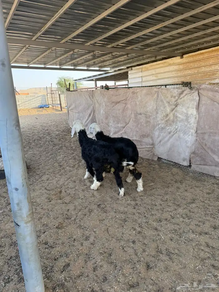 خرفان ذبايح 8