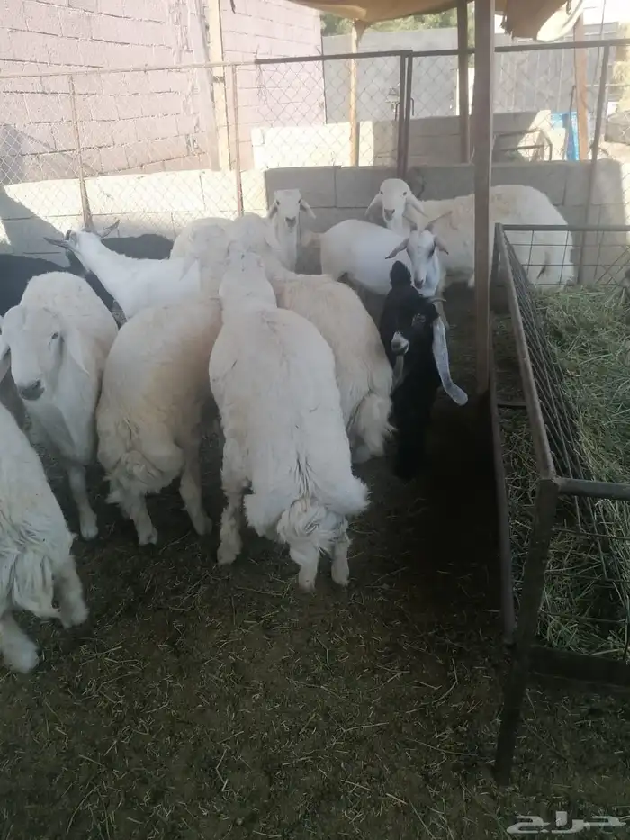 طليان ورخال حلال بر ونضيف ويوجد ذبح وتوصيل 3