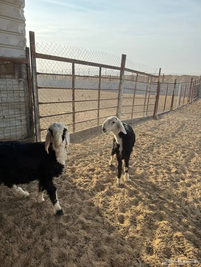 خرفان ذبايح 9