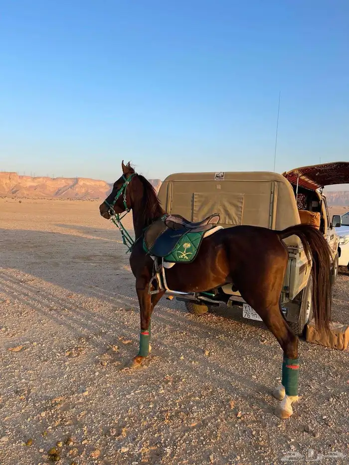 حصان شيخ جاهز ل الشتويه 1