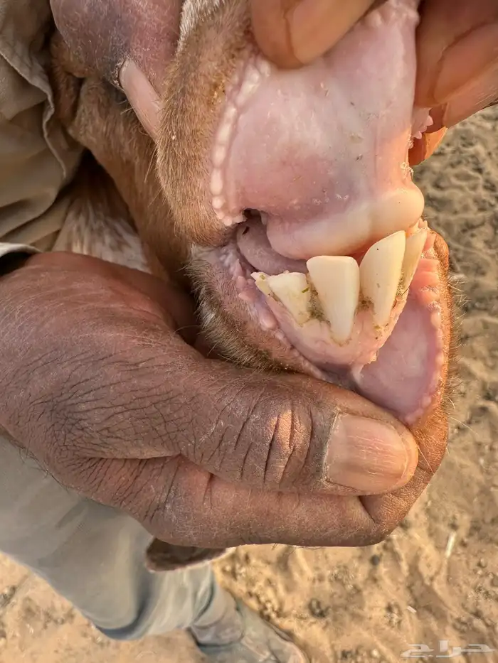 عنز داخله رباع 0