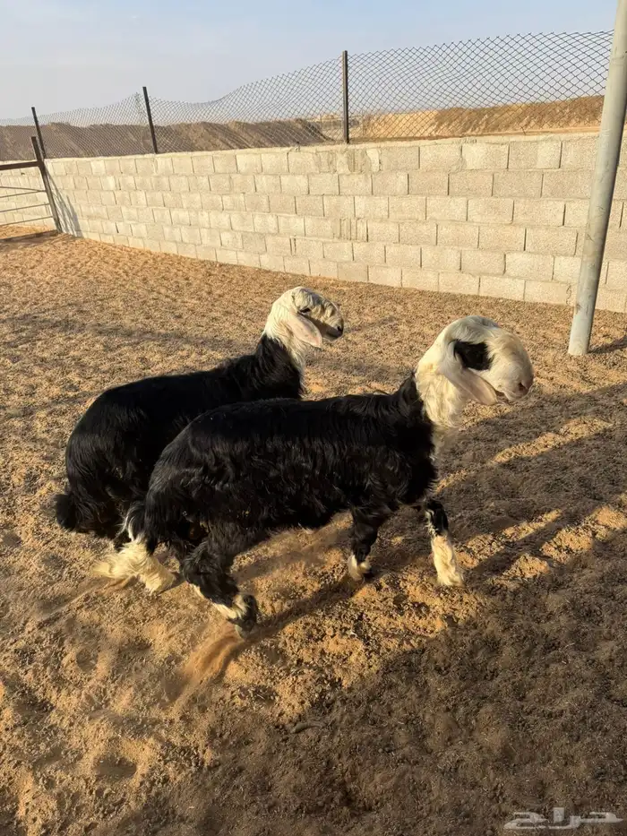 خرفان ذبايح 1