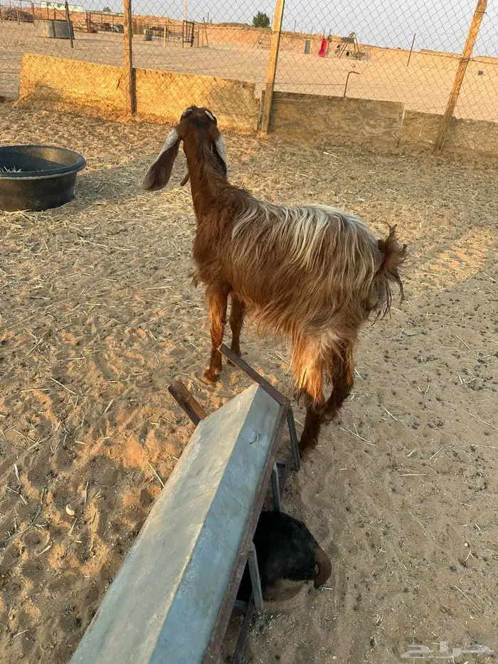 عنز داخله رباع 1