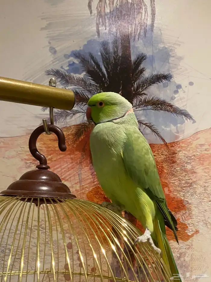ببغاء للبيع دره هندي 0