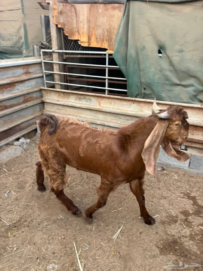 فحل حجازي ( هولندي ) ادهم جذع 3