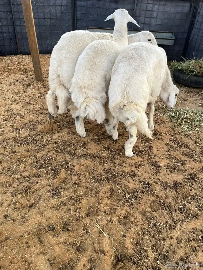 خرفان حريات 1