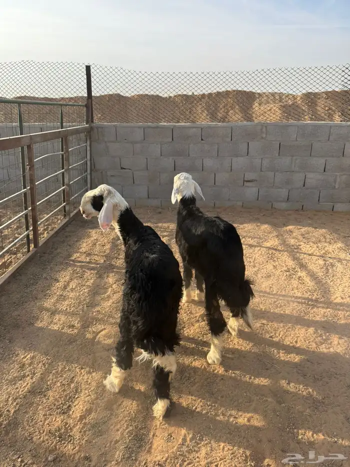 خرفان ذبايح 2