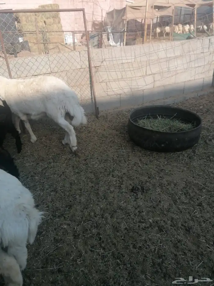 طليان ورخال حلال بر ونضيف ويوجد ذبح وتوصيل 6