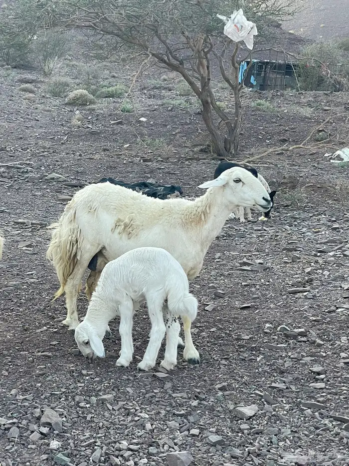 غنم ولد طيبه 0