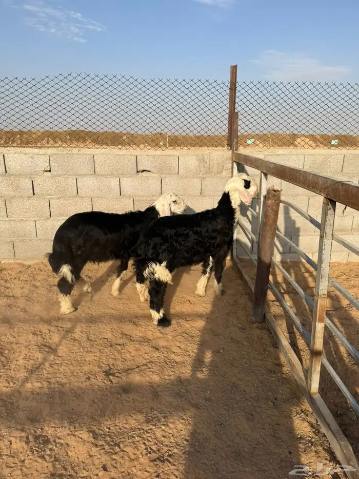 خرفان ذبايح 0