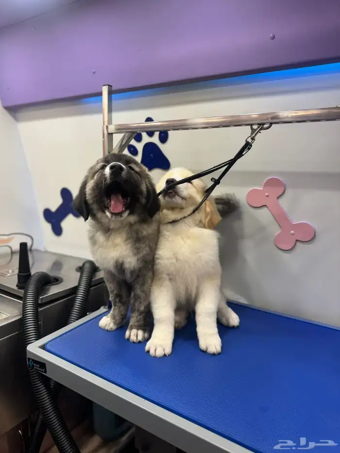 جرو قوقاز أبطال للبيع 5