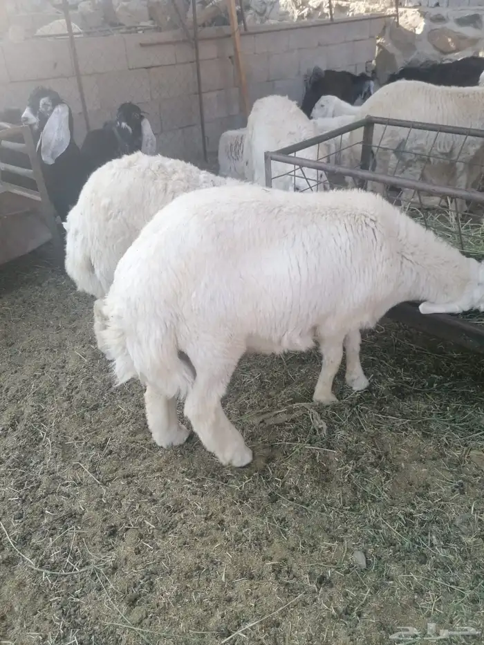 طليان ورخال حلال بر ونضيف ويوجد ذبح وتوصيل 5