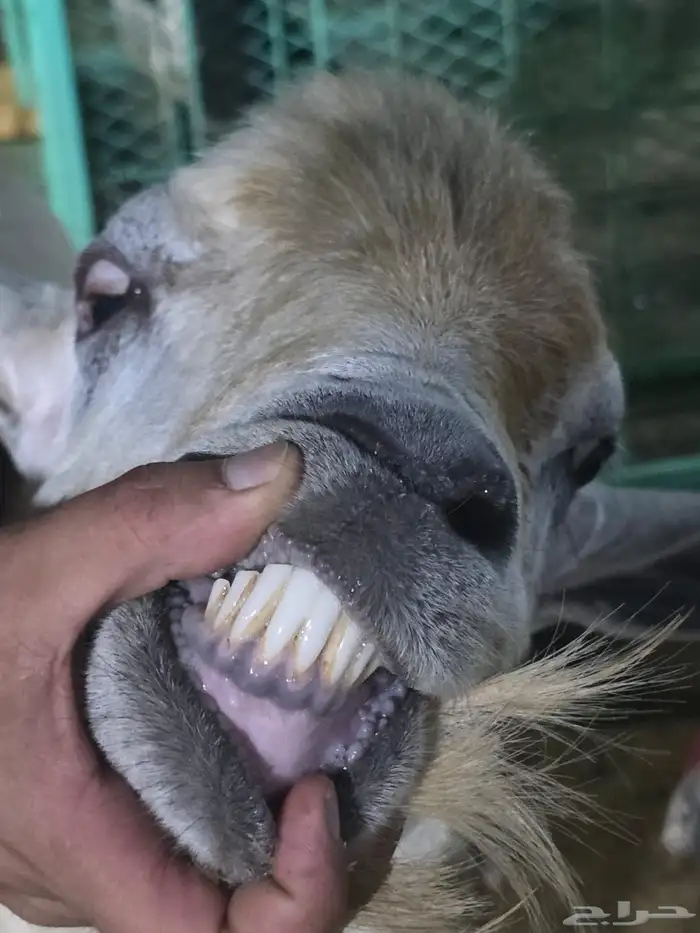 اعرض لكم تيس فحل مشروط ضراب 0