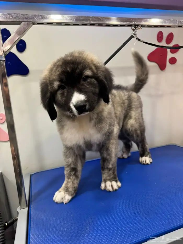 جرو قوقاز أبطال للبيع 4